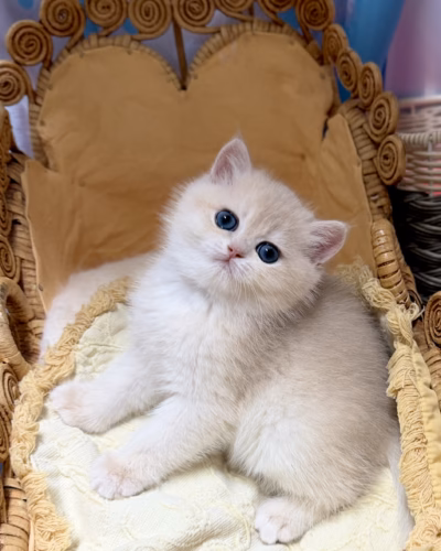 British Shorthair Kitten – Male – 00493