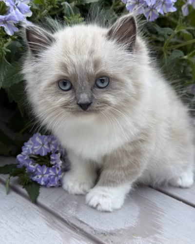 RGD-M--00486 - Ragdoll Kitten – Male – 00486