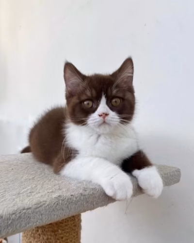 British Shorthair Kitten – Male – 00495