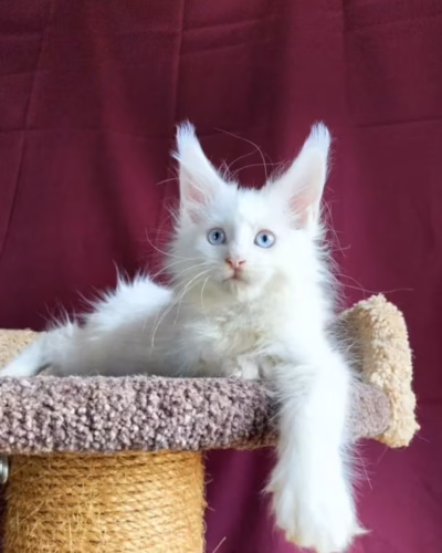 Maine Coon Kitten – Female – 00496