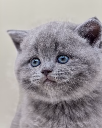 Scottish Straight Kitten – Male – 00497