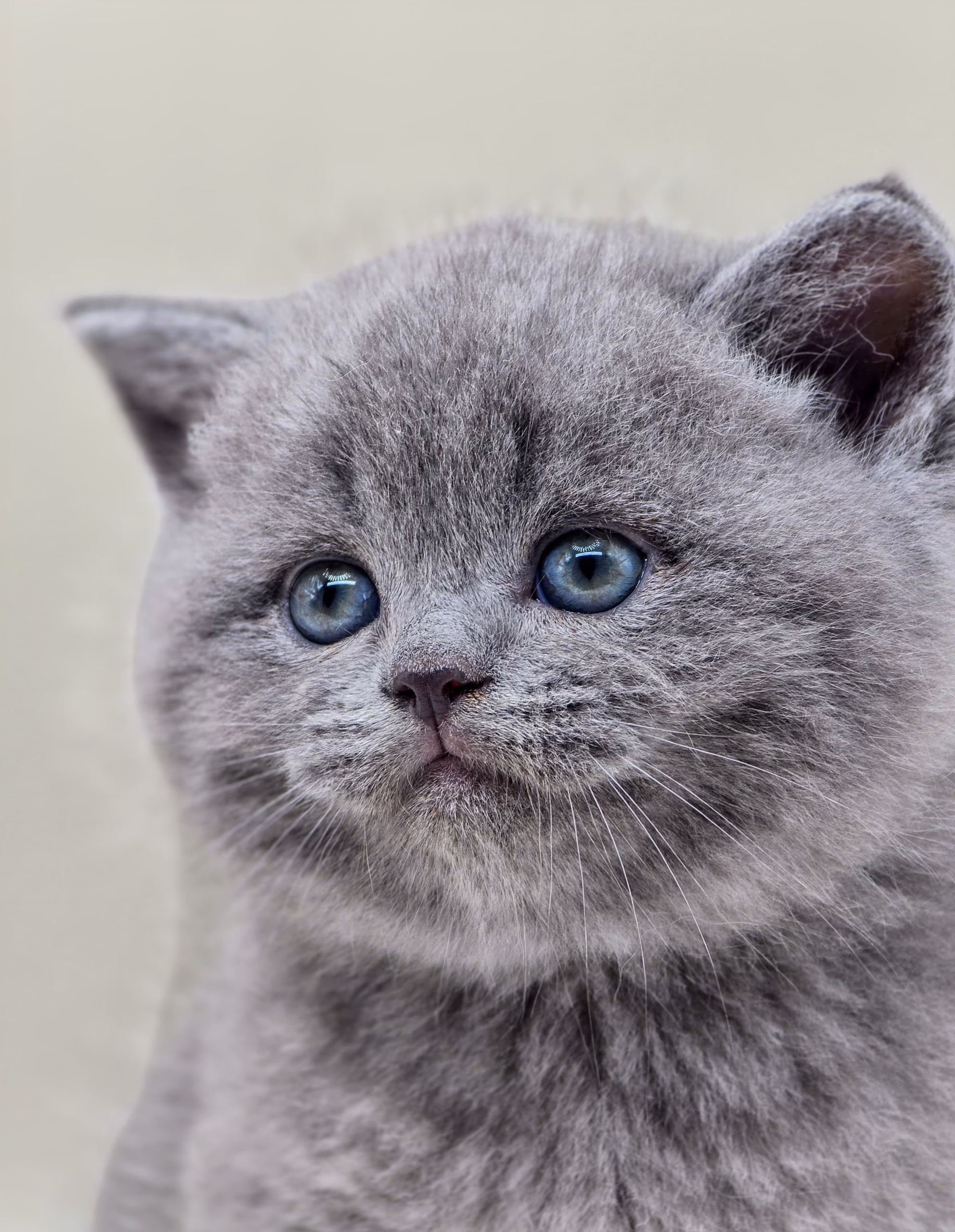 Scottish Straight Kitten – Male – 00497