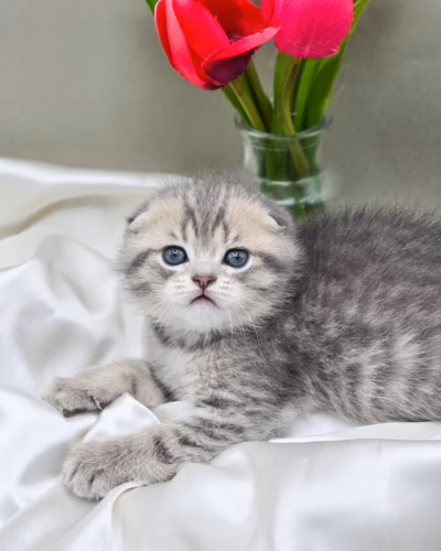 Scottish Fold Kitten – Female – 00499