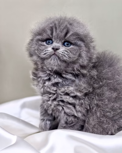 Scottish Fold Longhair Kitten – Male – 00498