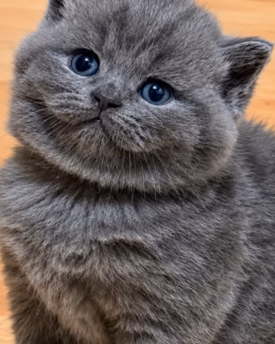 British Shorthair Kitten – Female – 00500