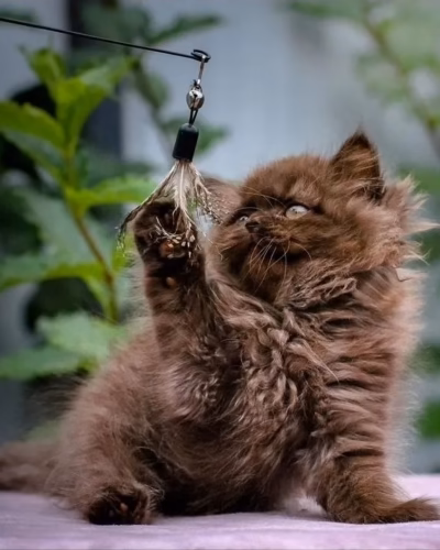 British Longhair Kitten – Female – 00520