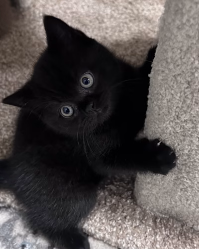 British Shorthair Kitten – Female – 00502
