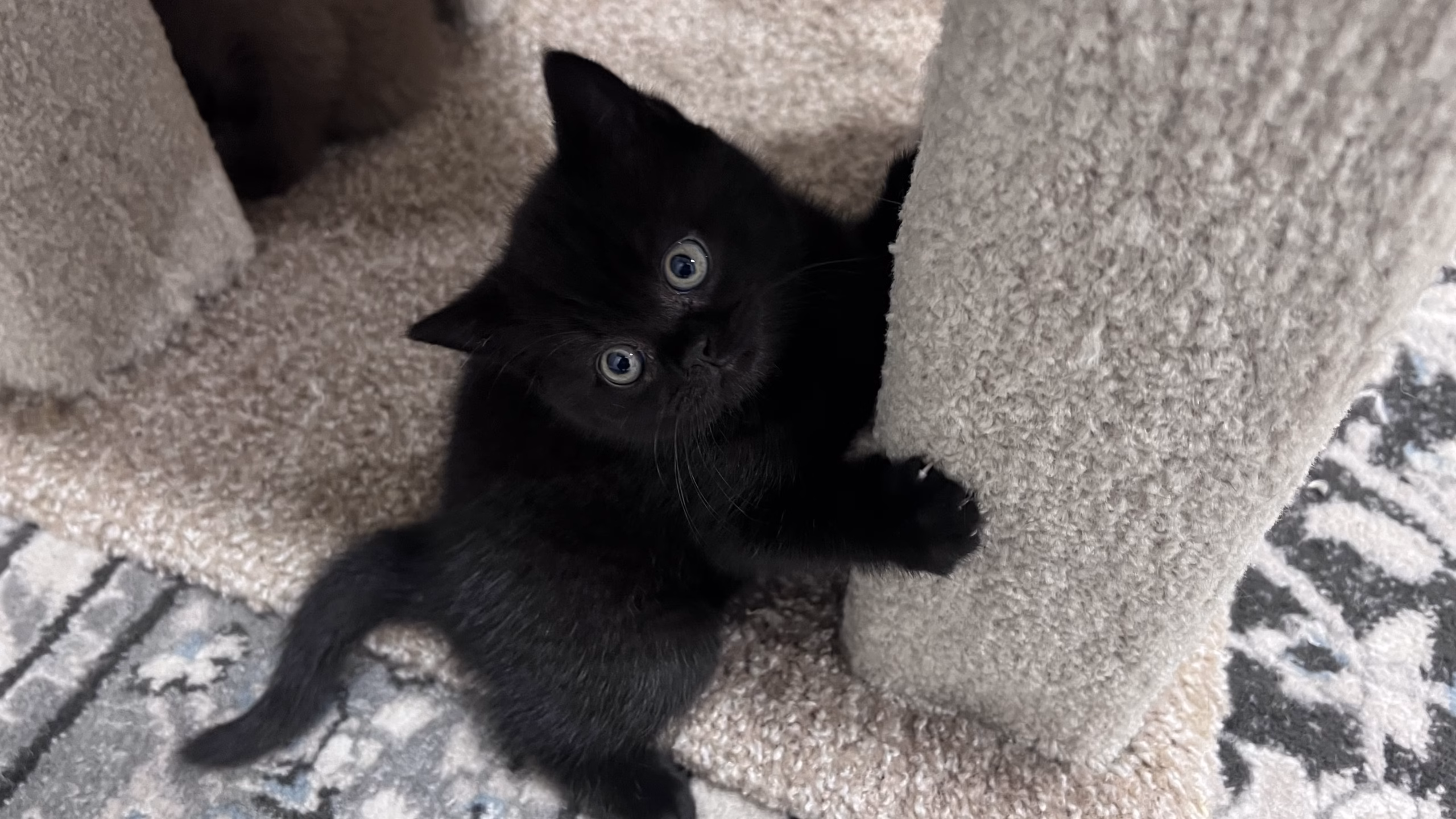British Shorthair Kitten – Female – 00502