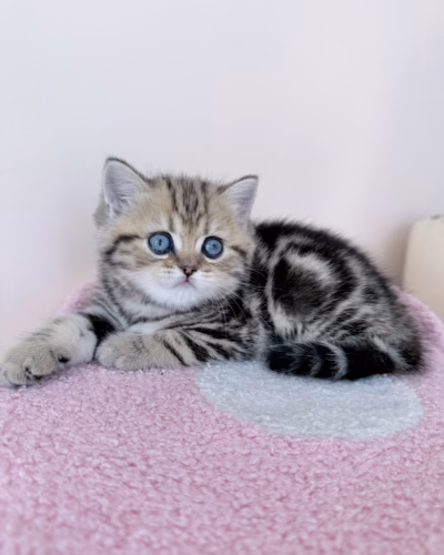 Scottish Straight Kitten – Male – 00503