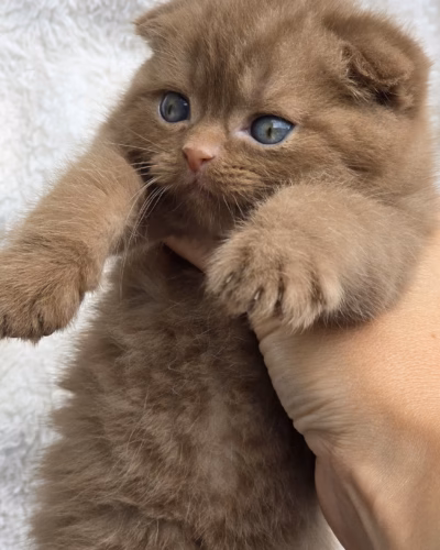 Scottish Fold Kitten – Male – 00501